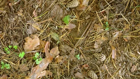 Overhead forest floor with pine needles, oak leaves, small pine cones and tiny g Stock Footage 345487544