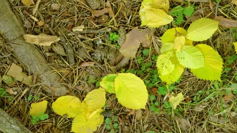 Overhead forest floor with settling yellow leaves on bed of pine needles and twi Stock Footage 345488159