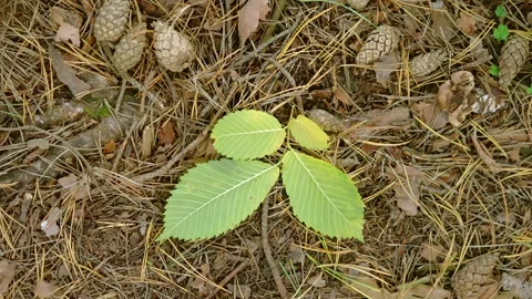 Overhead forest floor with young green sapling amid pine needles cones and twigs Stock Footage 345487519
