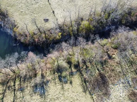 Overhead Forest Foto stock