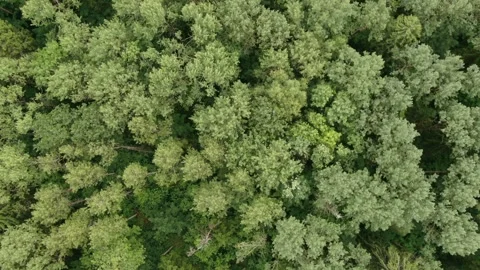 Overhead forest texture revealed by backward drone motion Video stock 325144018