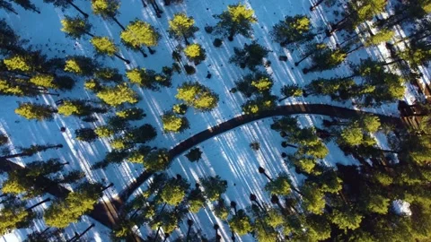 Overhead Forrest Spiral 스톡 동영상 273954350