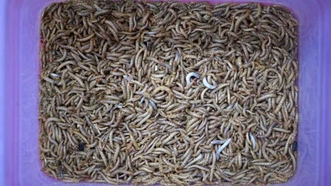 Overhead full frame view of thousands of live mealworms produced as high-protein Stock Footage 348242135