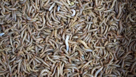 Overhead full frame view of thousands of live mealworms produced as high-protein Stock Footage 348242190