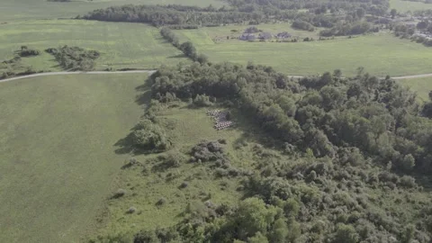 Overhead of Glade and Field Stock Footage 247680823