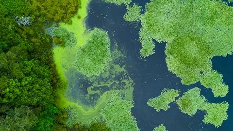 Overhead green marsh Foto stock