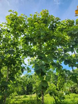 Overhead green tree canopy forming natural shade and sky view Foto stock