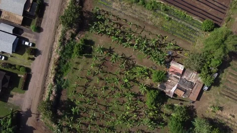 Overhead Hawaiian Crops Stock Footage 259829535