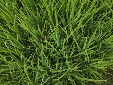 An overhead high angle view capturing a dense patch of vibrant green grass le Stock Photos