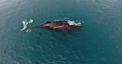 Overhead Hover View of Humpback Whale wi... | Stock Video | Pond5