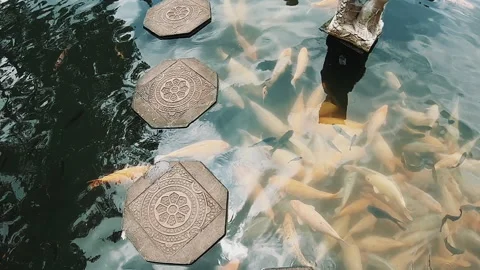 Overhead koi pond with carved stone stepping pads, pale and gold fish clustered Stock Footage 338437162