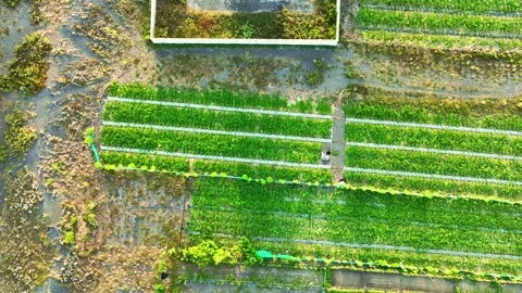 Overhead lighthouse base beside green farm rows Stock Footage 335439481