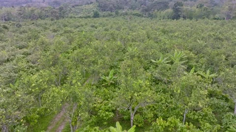 Overhead Look at Cacao Orchard Grid with Central Access Track Stock Footage 342820058