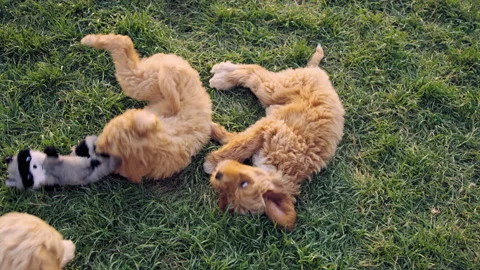 Overhead looking down at labradoodle puppies playfully fighting over chew toy Video stock 204048622