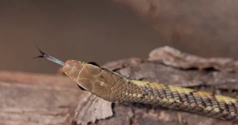 Overhead macro: Bronze-backed Tree Snake head scales and flickering forked Video stock 331063915