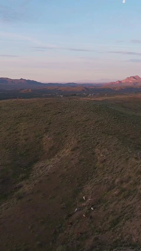 Overhead Morning Drone View Of Wild Horses In The Desert Hills Of Arizona Stock Footage 343878645