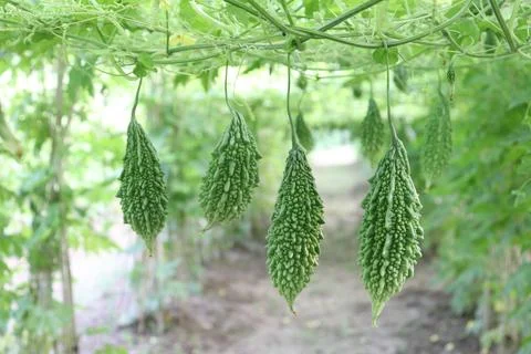 Overhead, multiple green bitter melons hang down, suspended from vines. The b Stock Photos