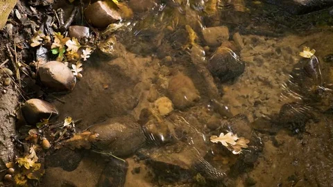 Overhead natural stream flows over rocks autumn leaves England September 2017 Stock Footage 82322680