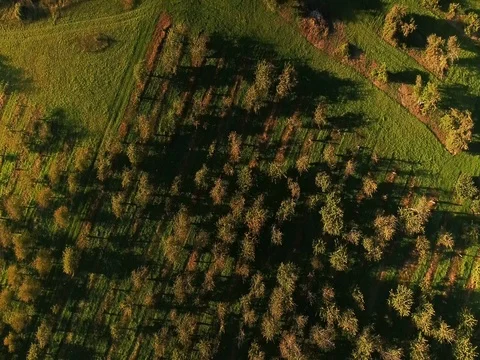 Overhead orchard fly by Stock Footage 76144611
