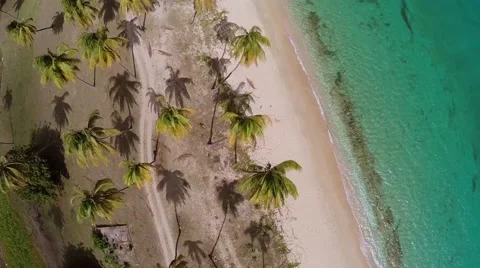 Overhead Palm Trees and Beach Stock Footage 41841313