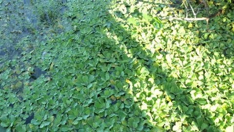 Overhead pan left to right of water lettuce in the early morning sun in Florida. Stock Footage 283297597