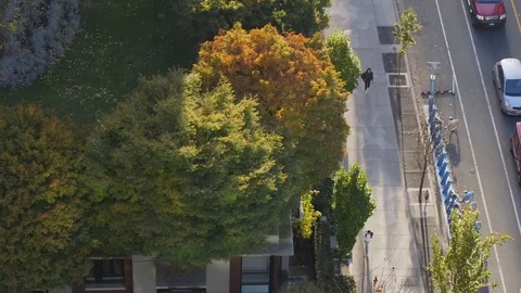 Overhead pan of tree lined downtown street Stock Footage 85164373