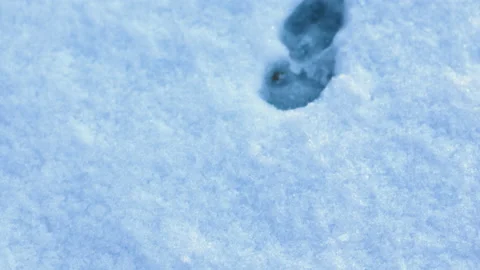 Overhead panning close-up of tracks from rabbit or hare in snow Stock Footage 171721566