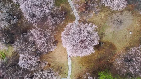 Overhead path and circular plaza among Nyingchi peach blossoms Stock Footage 345887087