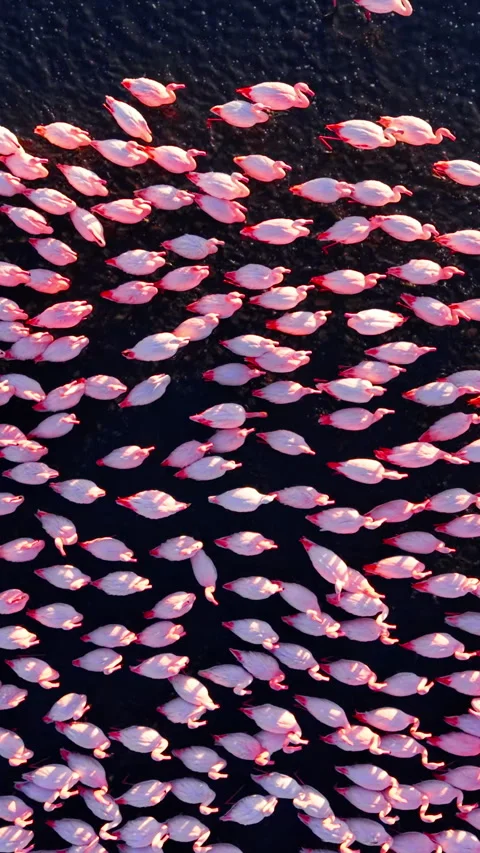 Overhead pattern of flamingo flock on dark water, Bulgaria Vertical video. 库存影片 338005655