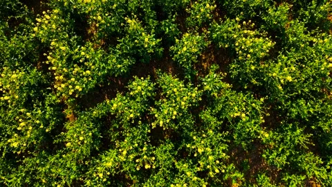 Overhead perspective of rapeseed plants arranged in structured rows with Stock Footage 336717898