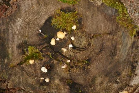 Overhead perspective of a weathered tree stump showcasing prominent growth Fotos de archivo