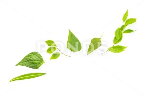 An overhead photo of a variety of green leaves, a flat lay composition with a Stock Photos