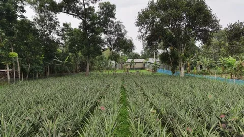 Overhead Pineapple Field Stock Footage 335543616