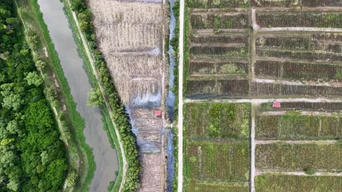Overhead plantation plots with river bend and canals 스톡 동영상 332226530