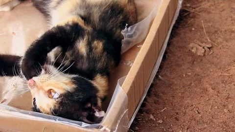 Overhead of a playful calico pet kitten ... | Stock Video | Pond5