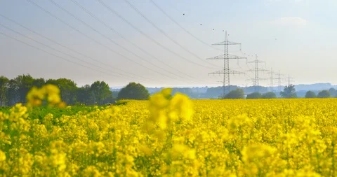 Overhead power line leading through a beautiful field of blooming rapeseed Stock-Footage 107986019