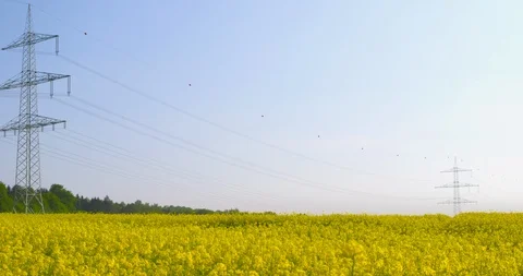 Overhead power line leading through a beautiful field of blooming rapeseed Stock-Footage 107986435