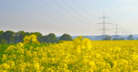 Overhead power line leading through a beautiful field of blooming rapeseed Stock-Footage 107992638