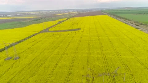 Overhead Power Line Leading Through A Beautiful Field Of Blooming Rapeseed. Stock-Footage 131241719