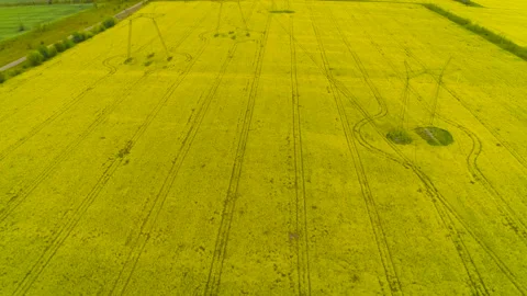 Overhead Power Line Leading Through A Beautiful Field Of Blooming Rapeseed. Stock-Footage 131241809