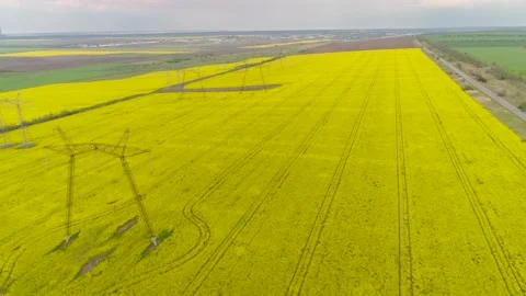 Overhead Power Line Leading Through A Beautiful Field Of Blooming Rapeseed Stock-Footage 131241837