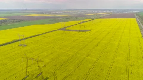 Overhead Power Line Leading Through A Beautiful Field Of Blooming Rapeseed. Stock-Footage 131241857