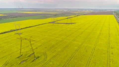 Overhead Power Line Leading Through A Beautiful Field Of Blooming Rapeseed 스톡 동영상 131241875
