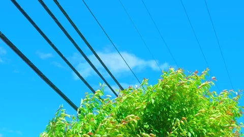 Overhead power utility lines stretching above green tree branches Stock-Footage 336033878