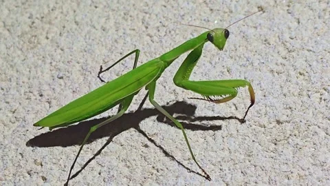 Overhead praying mantis moving on wall at night Stock Footage 342585460