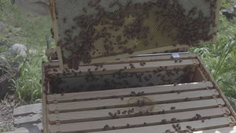 Overhead reveal of frames within a beehive Stock Footage 134550582