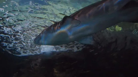 Overhead shark swimming Stock Footage 65747450