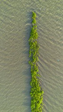 Overhead Shot of Algae in Shallow Water 스톡 사진