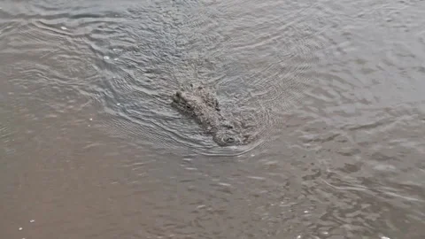 Overhead shot of an alligator with only its head on the water surface Stock Footage 240923266