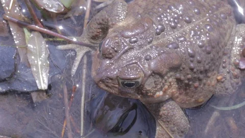 Overhead shot of american toad in puddle in spring, 1080p tripod shot 스톡 동영상 98917856
